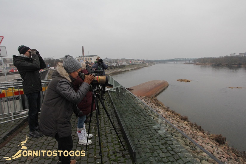 Kaunas – žiemojančių paukščių širdis 2020-01-18. Turo apžvalga.